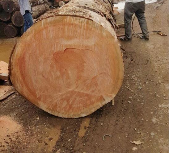 Gỗ xoan đào Nam Phi có tốt không? Giá bao nhiêu? Gỗ xoan đào Nam Phi là gỗ gì?