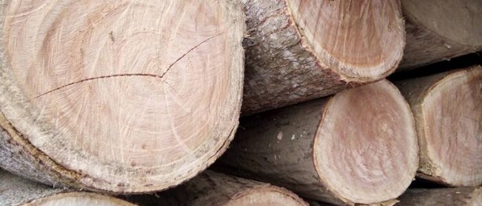 Gỗ xoan ta nhóm mấy​?